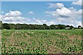 Redgrave, Mill House Farm: A field of maize