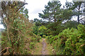 Woodbury : Footpath