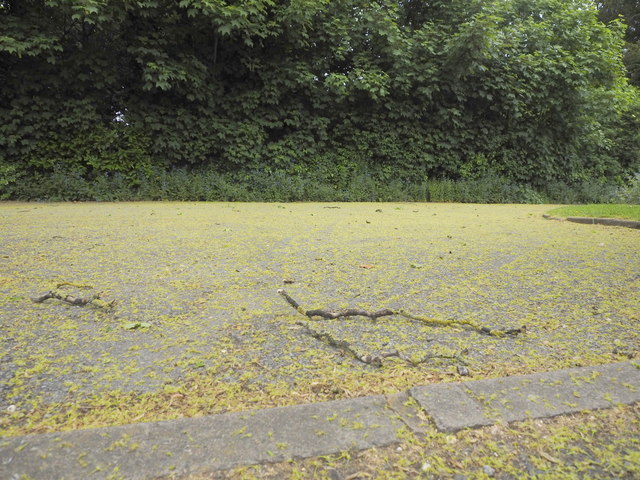 Road covered with sycamore flowers