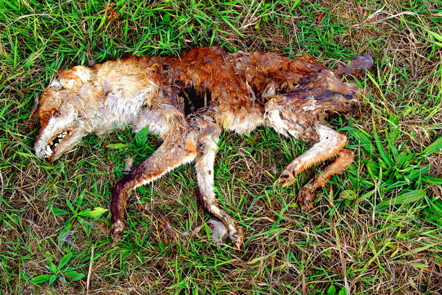 Remains of a fox