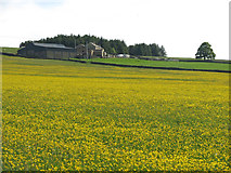 NY8456 : Buttercup meadow by Moorhouse Gate by Mike Quinn