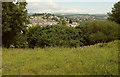 Meadow above Newton Abbot