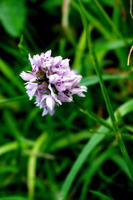 Orchid in Waresley Wood
