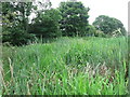 Reed Bed near Holywell Pond Nature Reserve