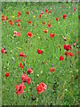 NZ3174 : Poppies in 'Wildflower Meadow', Holywell by Geoff Holland