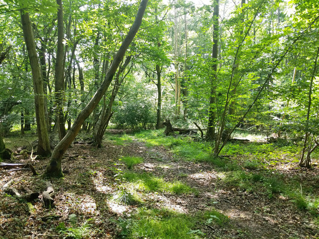 Path, Worthlodge Forest © Robin Webster :: Geograph Britain and Ireland