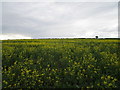 Oilseed rape near Lower Bassingthorpe