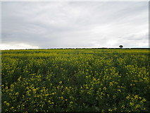 SK9628 : Oilseed rape near Lower Bassingthorpe by Jonathan Thacker