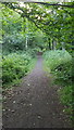 Footpath through Mutford Big Wood