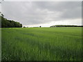 Barley field