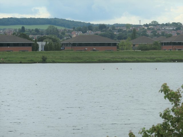 Four swimmers in the eastern lake, Calder Park