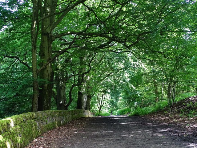 Woodland walk east of Lenny Hill © Neil Theasby cc-by-sa/2.0 ...