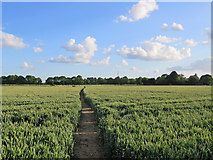 TL4861 : Footpath through wheat near Biggin Abbey by John Sutton