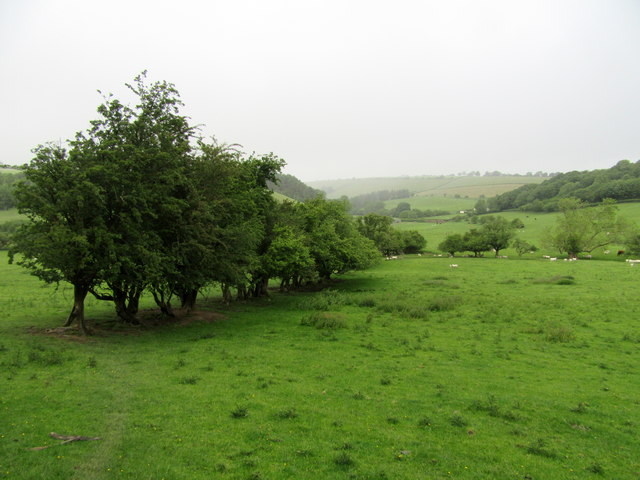 Field boundary hawthorn trees