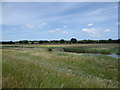 Looking across the reed beds