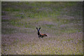 SS5434 : Pilton West : Grassy Field & Deer by Lewis Clarke