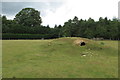 Mound in the Dropshot Farm pasture