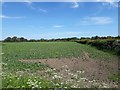 Arable field at High Weetslade