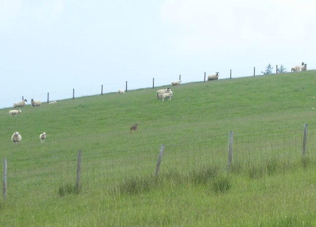 Roe deer in sheep pasture