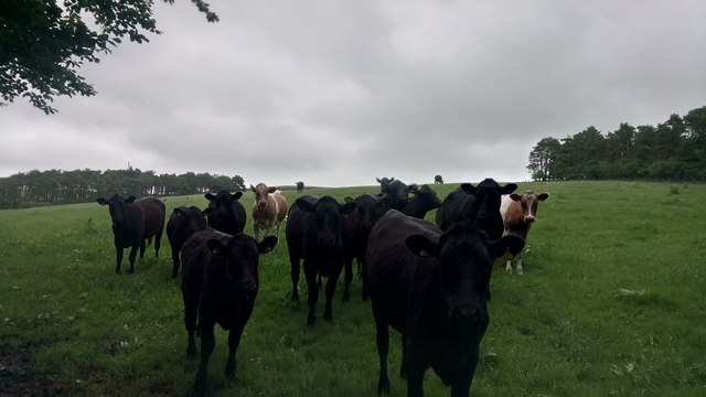 Nosey Cows on Field at Sheddon Braes