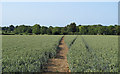 Footpath through arable land, near Red House Cottage, Little Laver