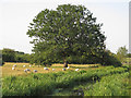 TL5707 : Sheep & tree in field near Ponders Lodge, Fyfield by Roger Jones