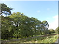 Woodland adjacent to road to Crug Glas