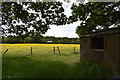 Buttercup meadow on Dunt Avenue