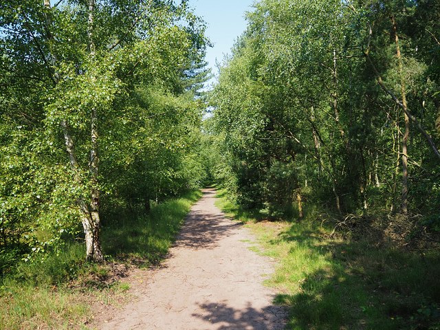 Forest track in Laughton Wood