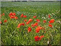 Wild poppies in a field of flax