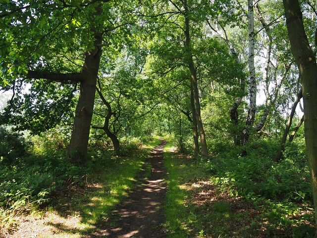 Forest track in Laughton Wood