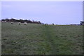 Footpath across field of sheep