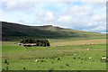 Hartside from west end of Hartside Hill