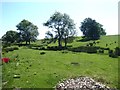 Wayside trees near Ferneyrigg Farm