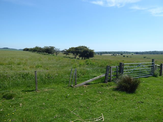 Old hedgerow near Three Farms