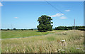 Tree in the Barley