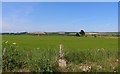 View across farmland