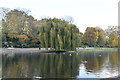 TQ2782 : Weeping Willow, Boating Lake, Regent's Park by N Chadwick