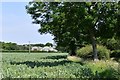 Thorpe Morieux: Broad bean crop