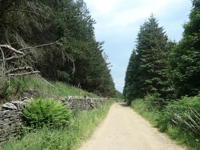 Holme Woods Lane at Holme Woods