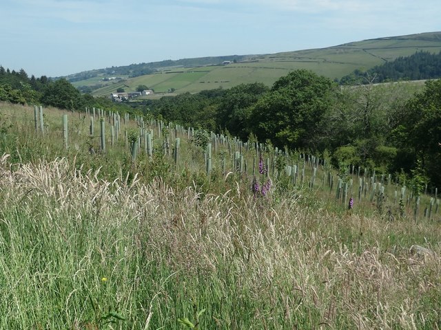 Saplings planted on the north bank of Rake Dike