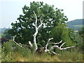 A ghostly tree