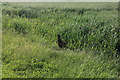 Pheasant by Mill Farm, Beachampton