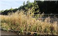 Long grass on the A5, Wolverton