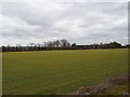 Field near Sewage Treatment Works