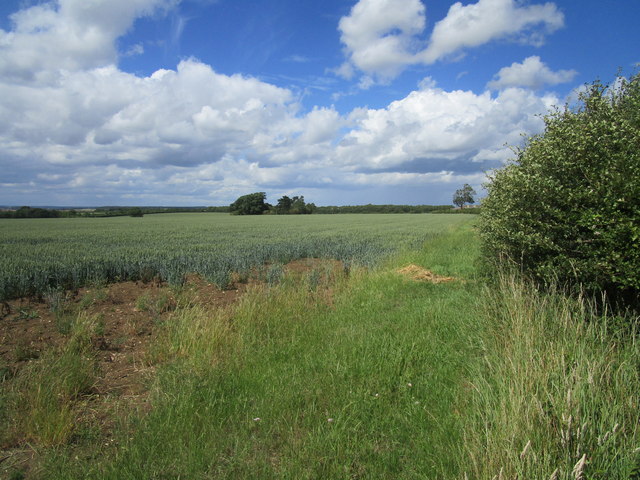 Wheat field near Top Lodge