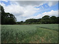 Wheat field near Denford