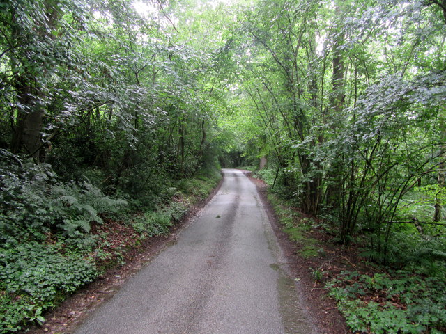 Road through woodland