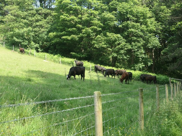 Bullocks on a hillside above Digley reservoir