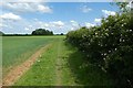 Path beside the hedge